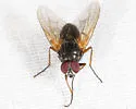 Mydaea neglecta - photo 2
