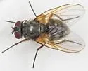 Mydaea neglecta - photo 3