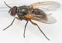 Mydaea neglecta - photo 4