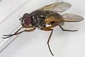 Mydaea neglecta - photo 5