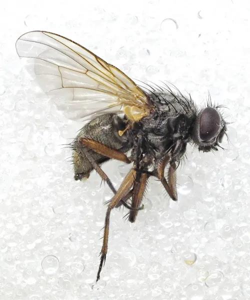 Mydaea urbana
