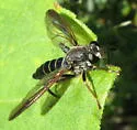 Mydas arizonensis