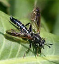 Mydas arizonensis - photo 2