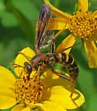Mydas arizonensis - photo 4