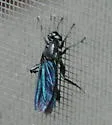 Mydas atratus