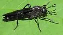 Mydas atratus - photo 2