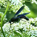Mydas atratus - photo 4