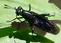 Mydas audax