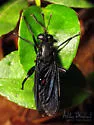 Mydas audax - photo 4