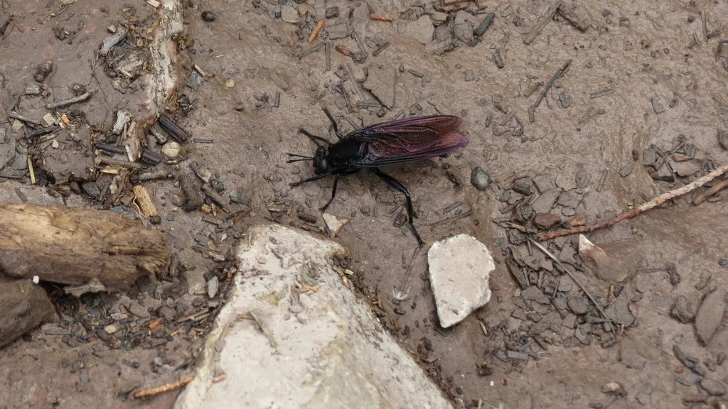 Mydas boonei - photo 2