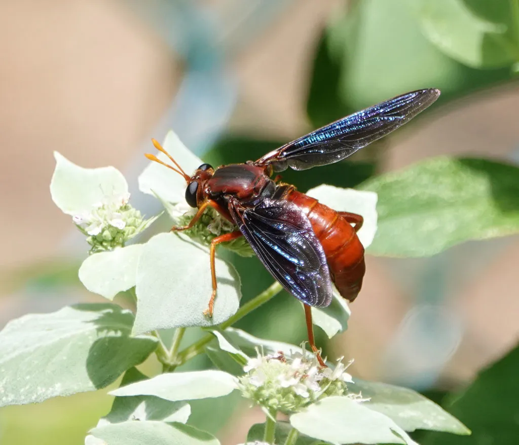 Mydas brunneus - photo 2