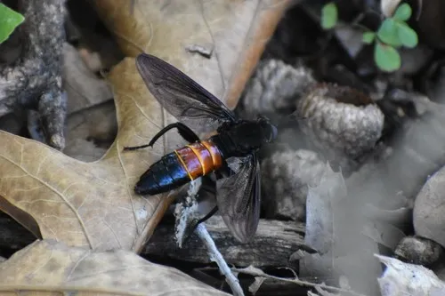 Mydas chrysostomus