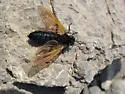 Mydas luteipennis