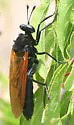 Mydas luteipennis - photo 3