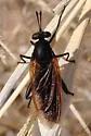 Mydas luteipennis - photo 4