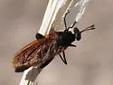 Mydas luteipennis - photo 5