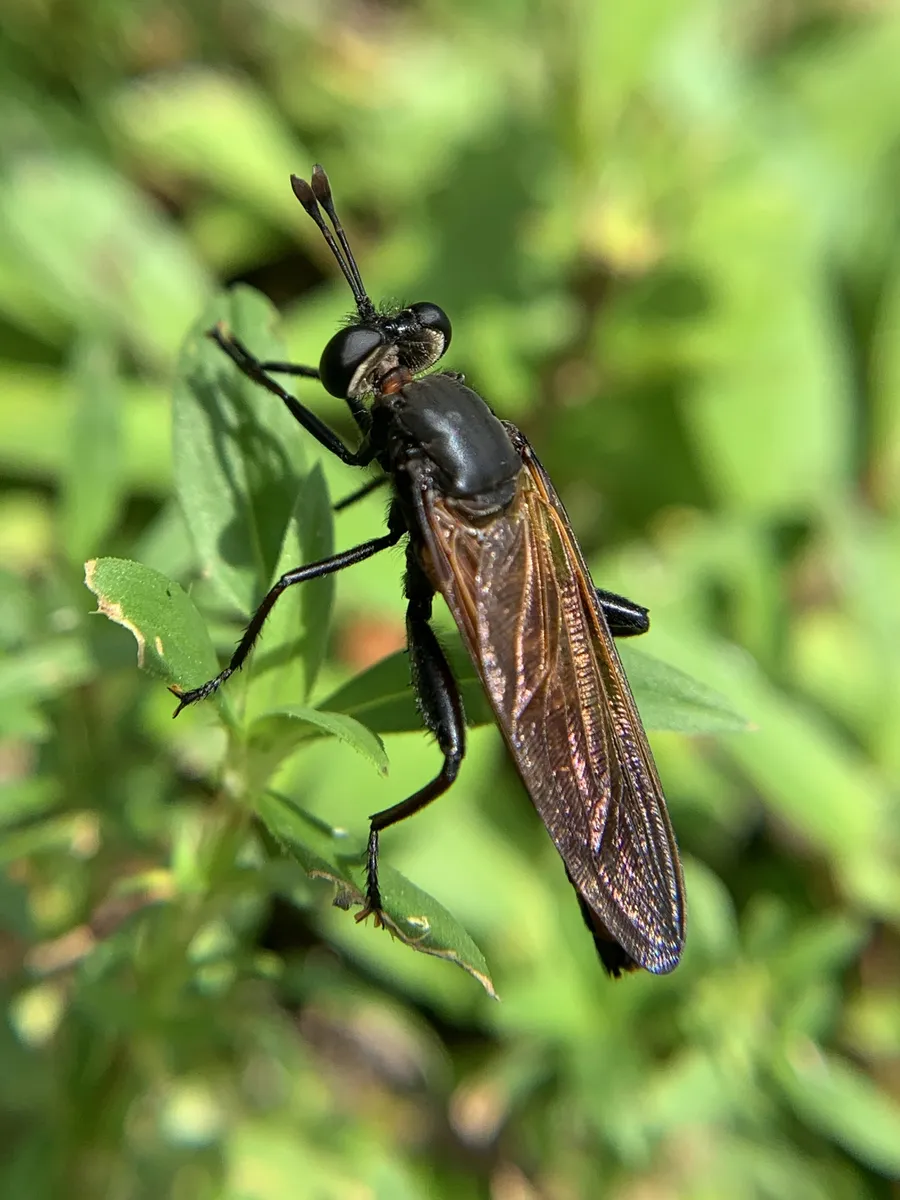 Mydas maculiventris - photo 3