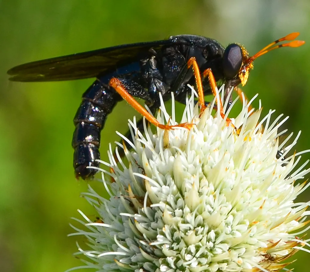 Mydas tibialis