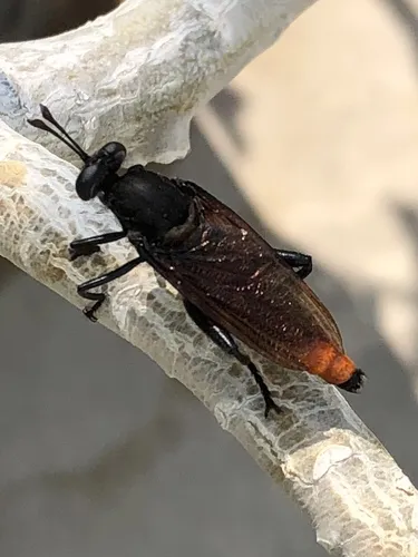 Mydas ventralis