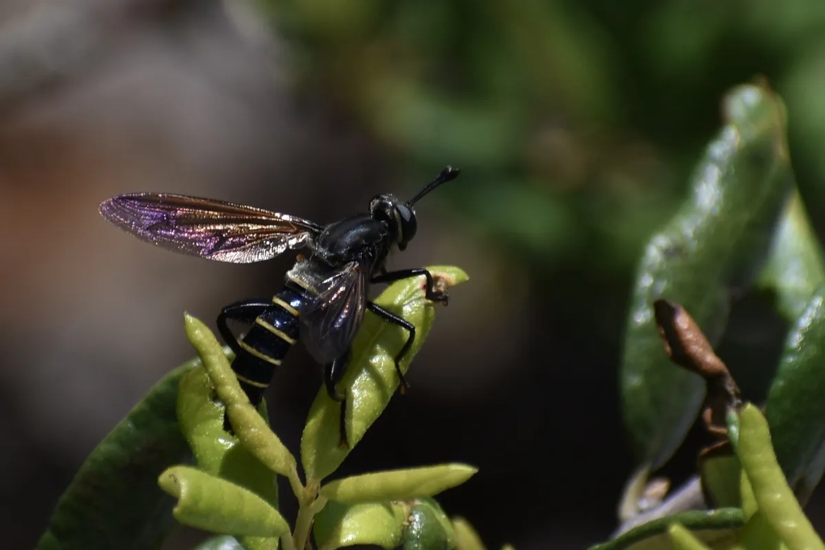 Mydas weemsi