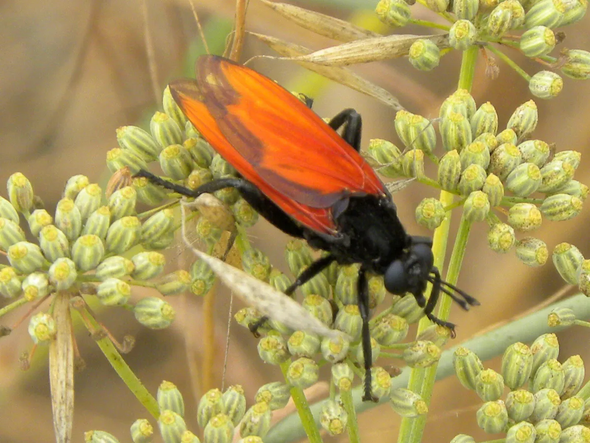 Mydas xanthopterus - photo 2