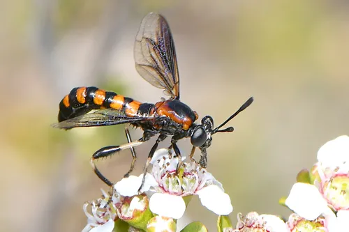 Mydas Flies - photo 2