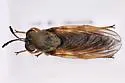 Myelaphus lobicornis - photo 2