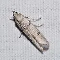 Myelopsis alatella - Hodges#5720 - photo 2