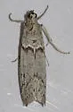 Myelopsis alatella - Hodges#5720 - photo 3