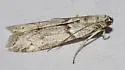 Myelopsis alatella - Hodges#5720 - photo 4