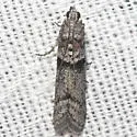 Myelopsis minutulella - Hodges#5719