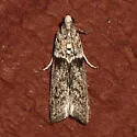 Myelopsis minutulella - Hodges#5719 - photo 2