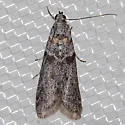 Myelopsis minutulella - Hodges#5719 - photo 3