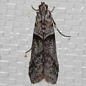 Myelopsis minutulella - Hodges#5719 - photo 4