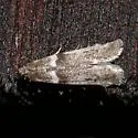 Myelopsis subtetricella - Hodges#5718