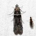 Myelopsis subtetricella - Hodges#5718 - photo 2