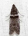 Myelopsis subtetricella - Hodges#5718 - photo 3