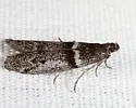 Myelopsis subtetricella - Hodges#5718 - photo 4