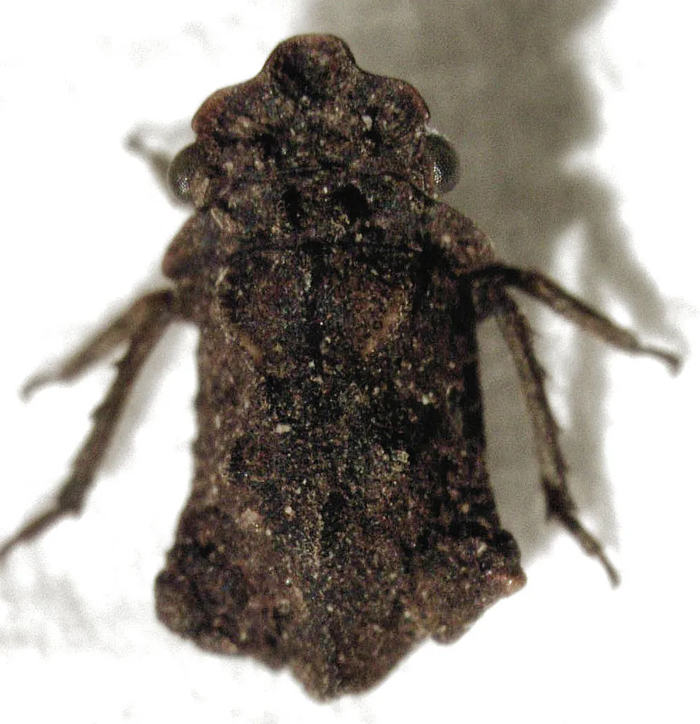 Southern Ground-dwelling Leafhoppers - photo 2