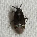 Myiomma cixiiforme