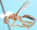 Myiomyrmica fenestrata