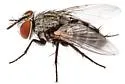 Myiopharus doryphorae - photo 2