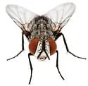 Myiopharus doryphorae - photo 3