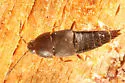 Myllaena audax
