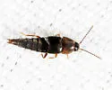 Myllaena audax - photo 2