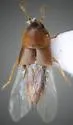 Myllaena cuneata