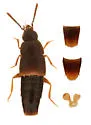 Myllaena ludificans
