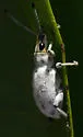 Sri Lanka Weevil
