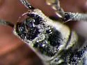 Sri Lanka Weevil - photo 2