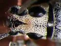 Sri Lanka Weevil - photo 3